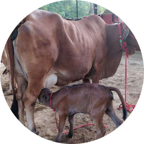 desi cow milk