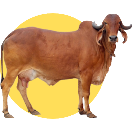 desi cow  a2 milk ghee